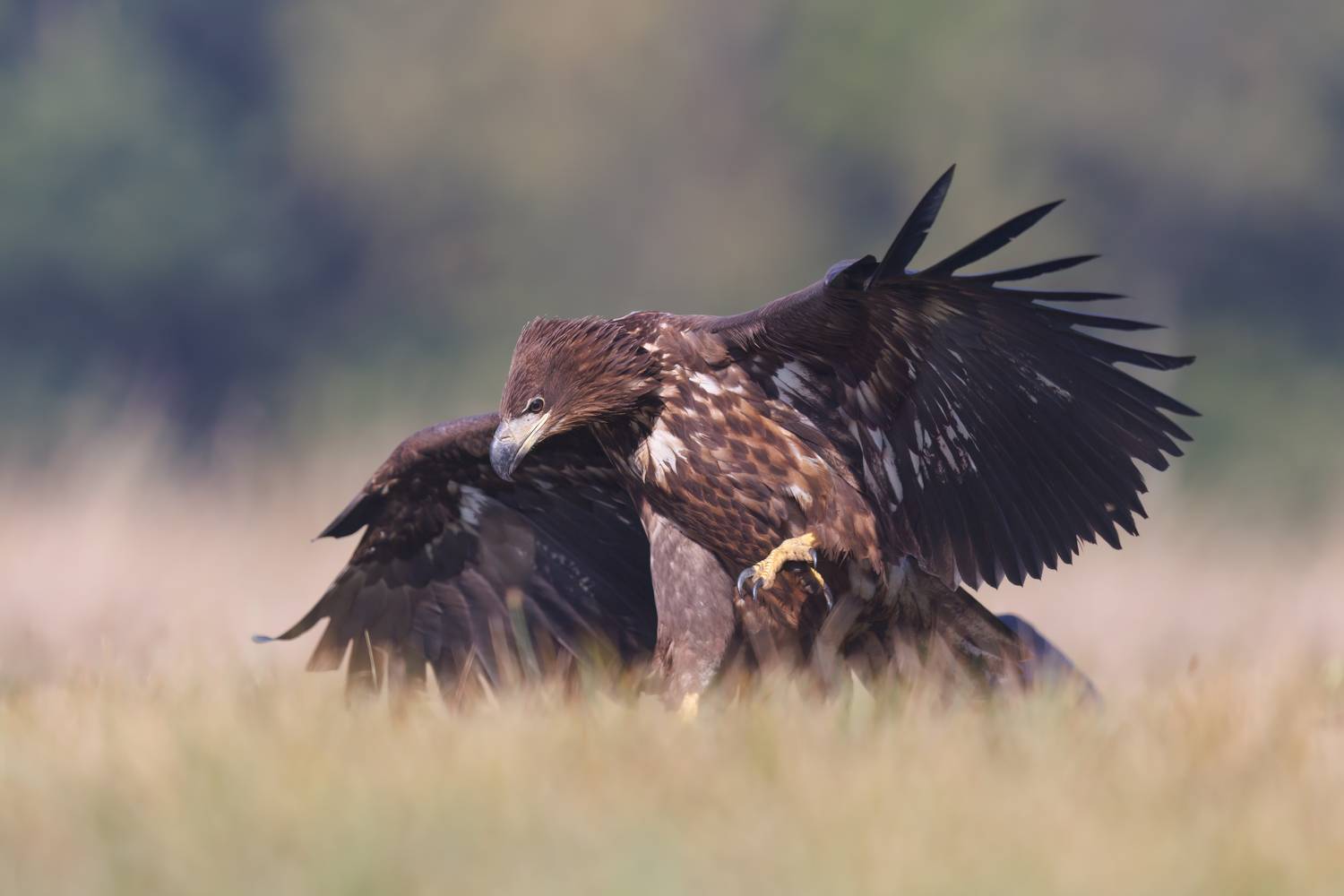 , Фруман Евгений