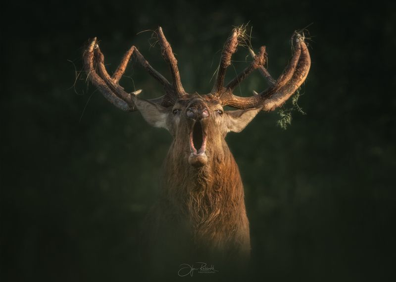 олень, deer, гон, беларусь, красный бор Голос осени фото превью