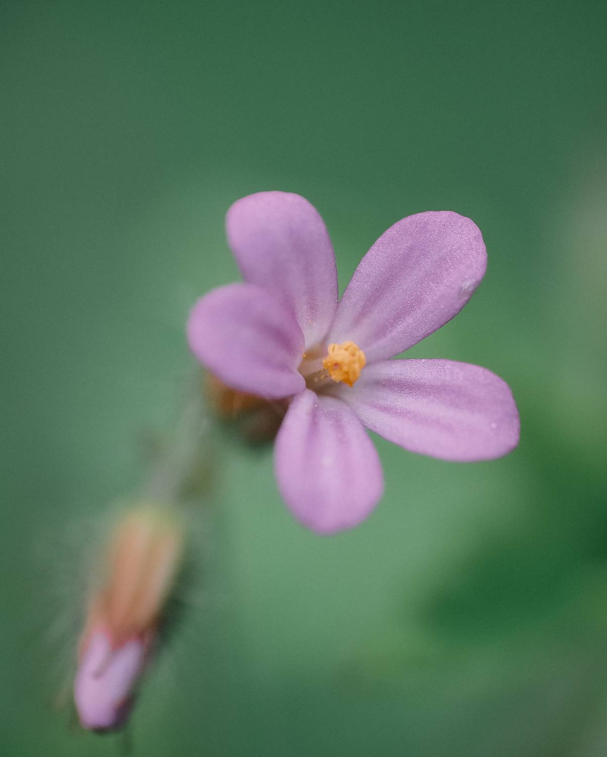 макро, цветок, весна, macro, flower, spring, Протченко Ирина