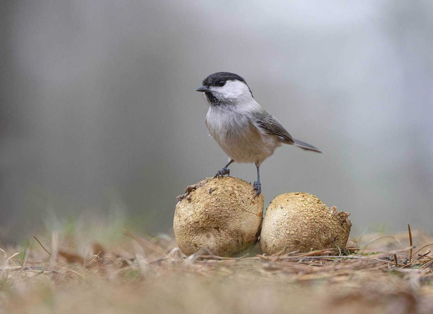 гриб,природа, осень,лес,птицы, Андрей Киселёв