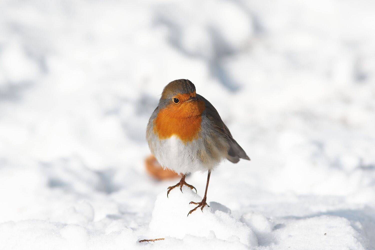 volgogad, russia, wildlife, bird, birds, birdswatching, volgograd, russia, wildlife, Erithacus rubecula, , Сторчилов Павел