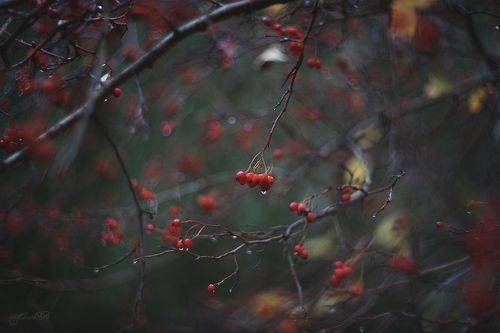 Осень плачет дождём