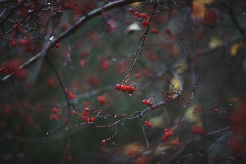 ягоды, капли, осень, макро Осень плачет дождём фото превью