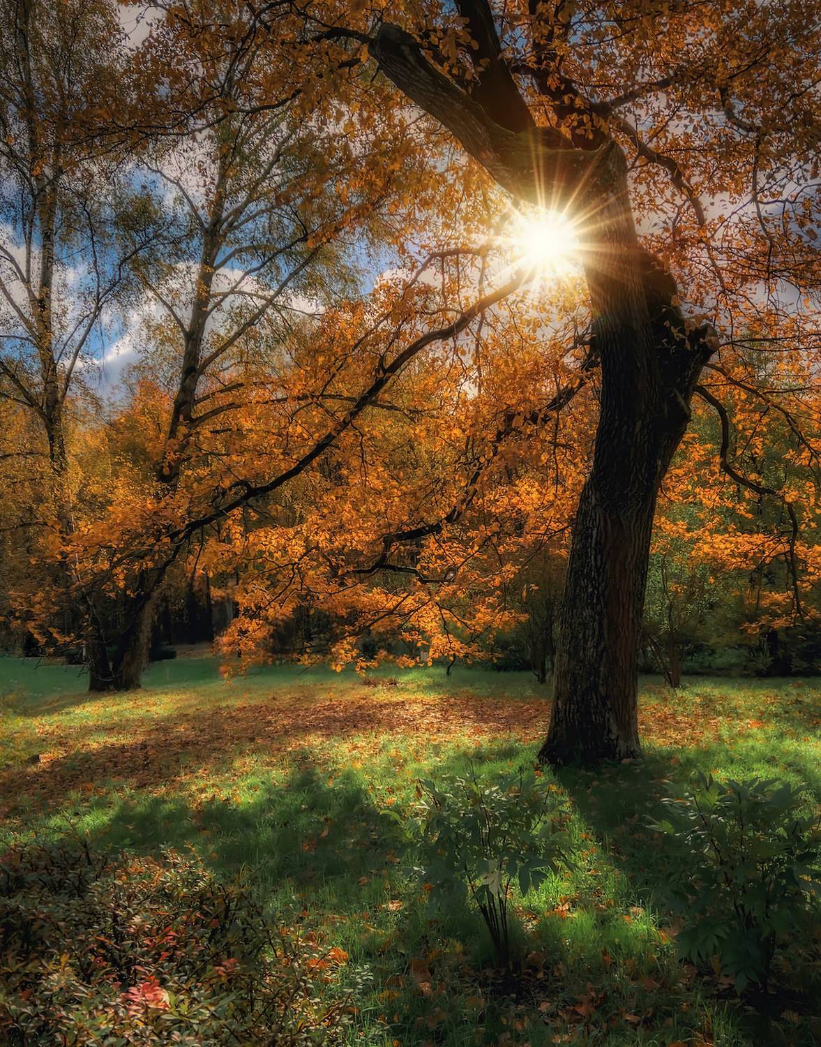 пейзаж, landscape, nature, природа, осень, autumn, золотаяосень, goldatum, лес, forest, Julia Kaissa