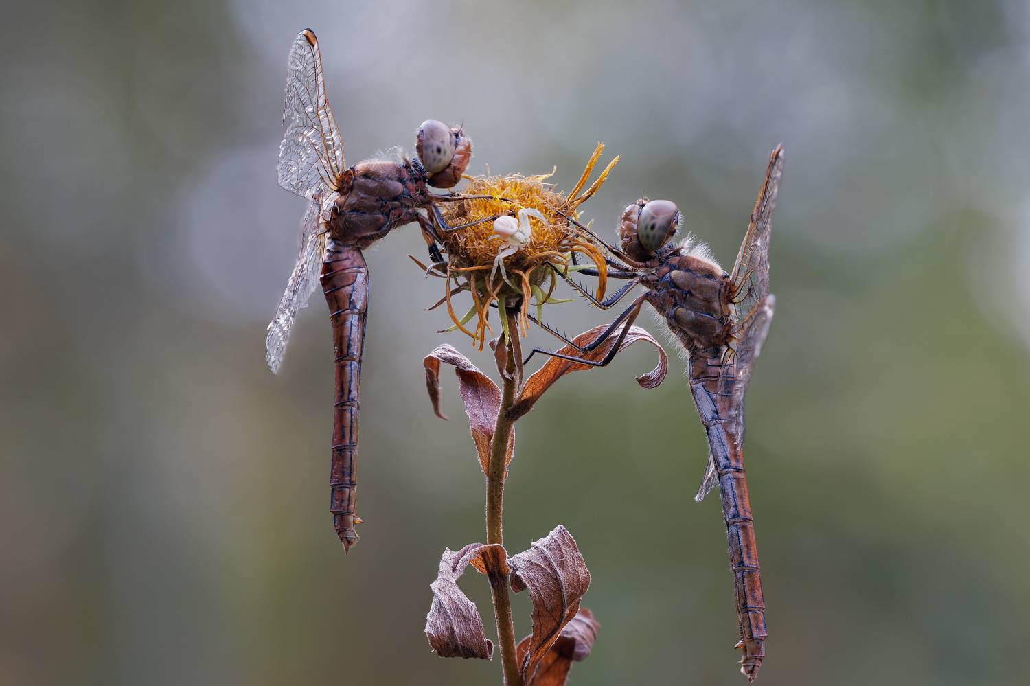 , Кузнецов Дмитрий