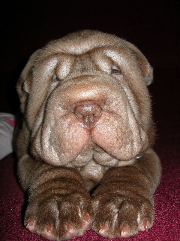 фото превью