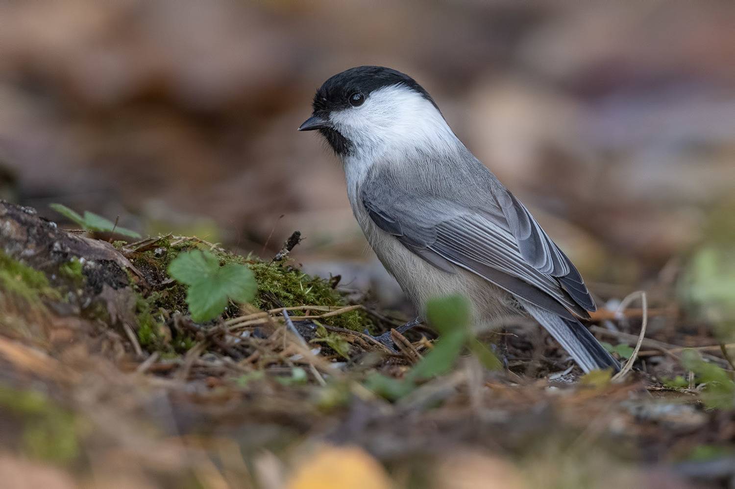 птицы, Подмосковье, Poecile montanus, Елена Давыдова