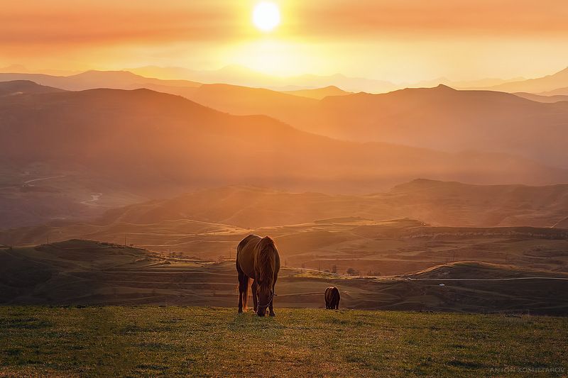 Лошадки фото превью