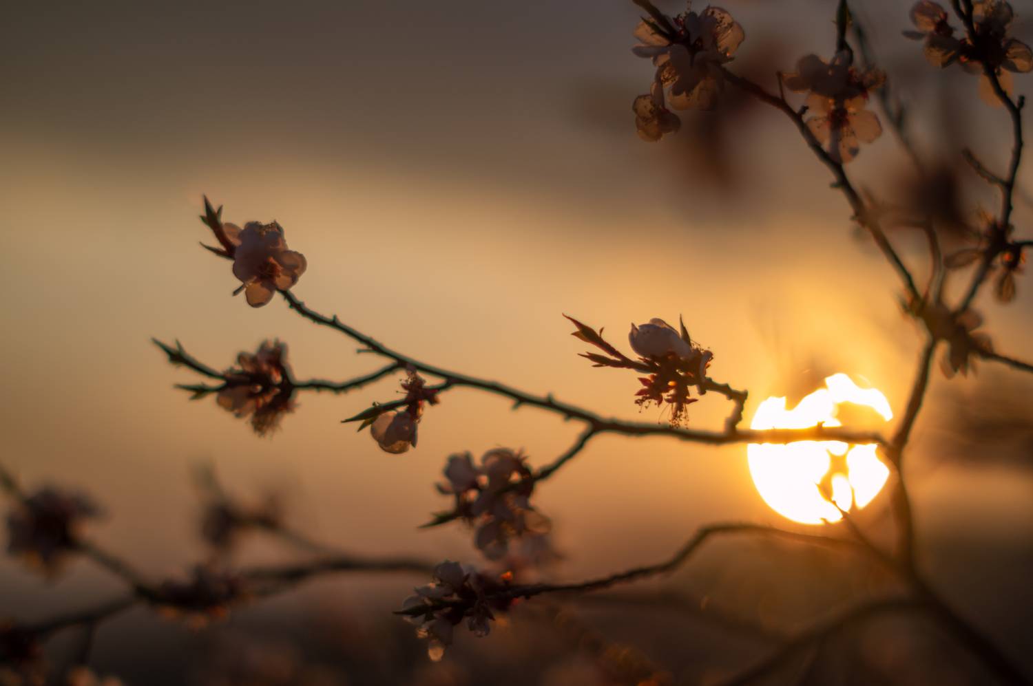 , Денис Лубсанов