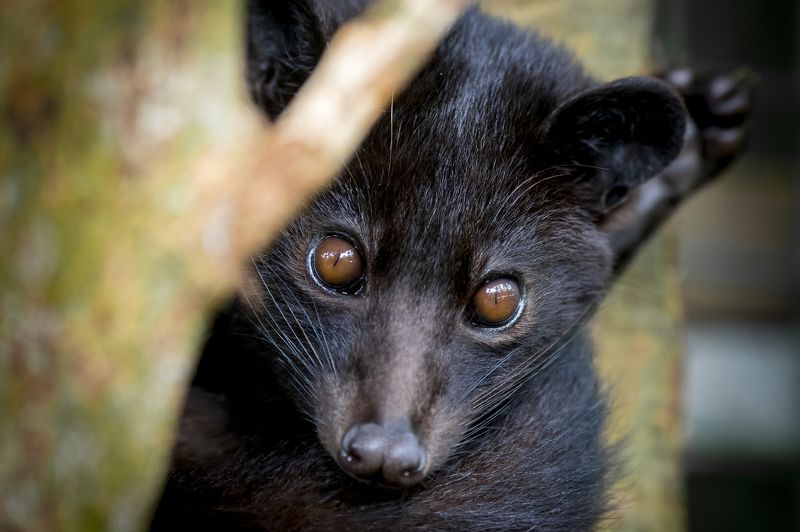 индонезия, остров, остров бали, indonesia, bali, лювак, копи лювак, kopi luwak, кофе, мусанг, вивера, малайская пальмовая куница, paradoxurus hermaphroditus, григорий беденко, grigoriy bedenko, Самый дорогой кофе в мире фото превью