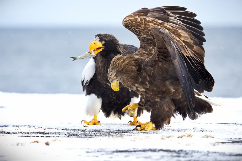 Когда таранка - деликатес)! фото превью