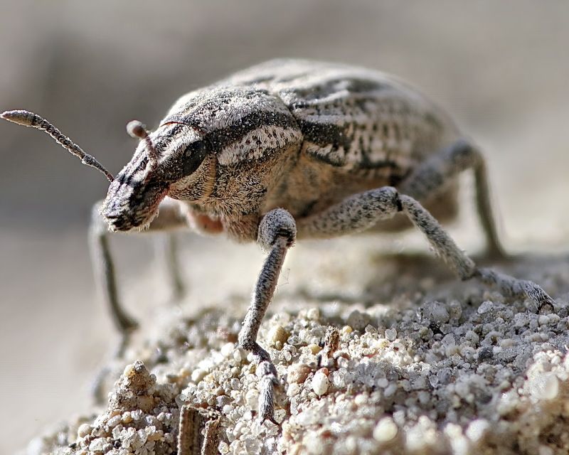 Долгоносик Pleurocleonus sollicitus фото превью