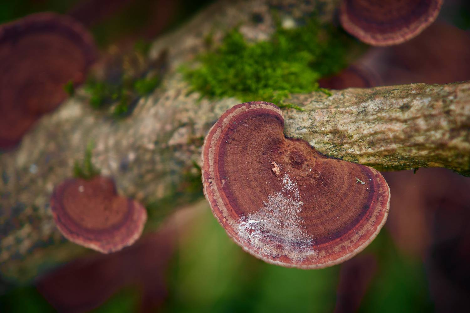 грибы, лес, Валерий Вождаев