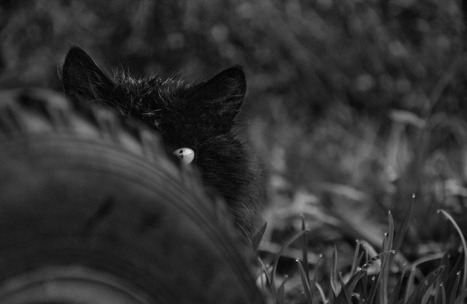 черно-белое,  Sixten (Сергей)