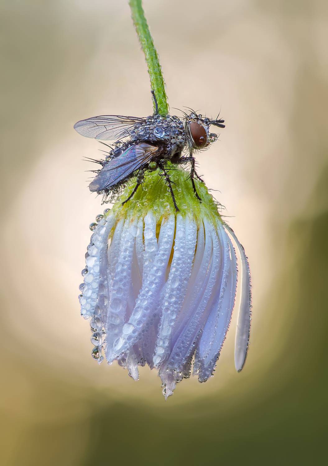 Цветок, муха, роса, утро, Чепленко Алексей