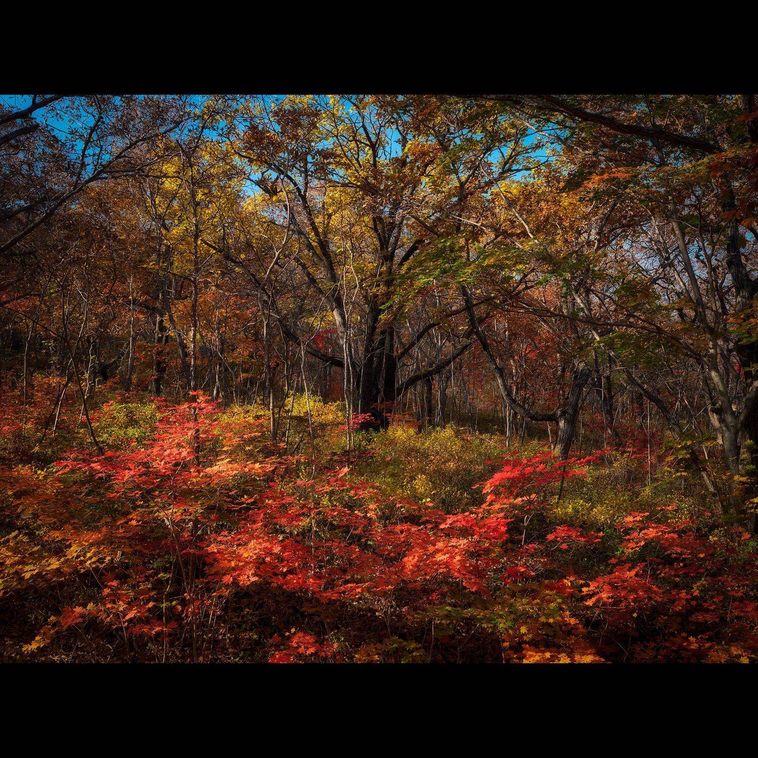 клены, осень, приморье, россия, приморский край, море, японское море, закат, кекур, природа, пейзаж, Ivan A. Godovikov