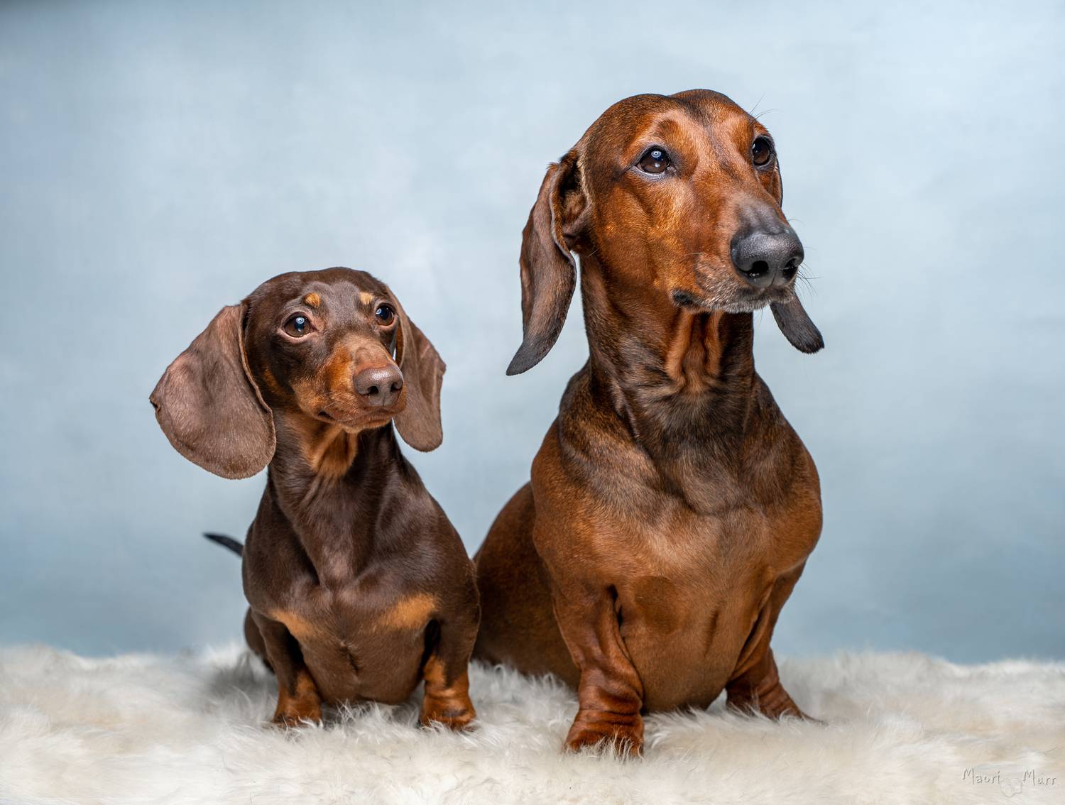 таксы, собаки, Маори Мурр