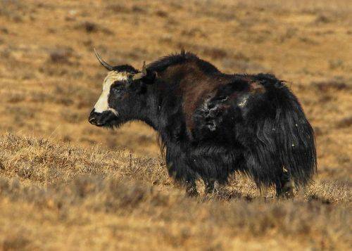 Як с не обычним рисунком ..
