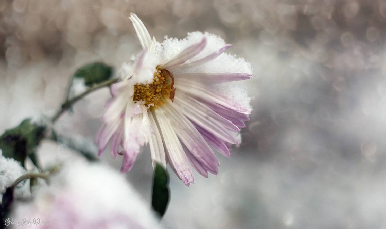 , Орлов Олег