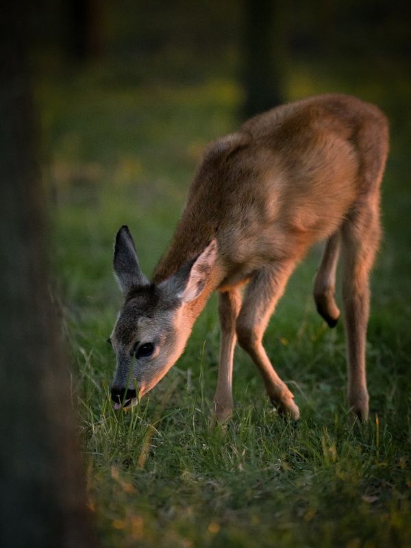 #wildlife #deer Fawn фото превью