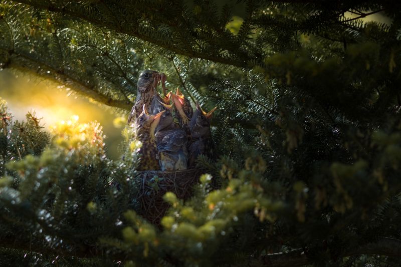 фото превью