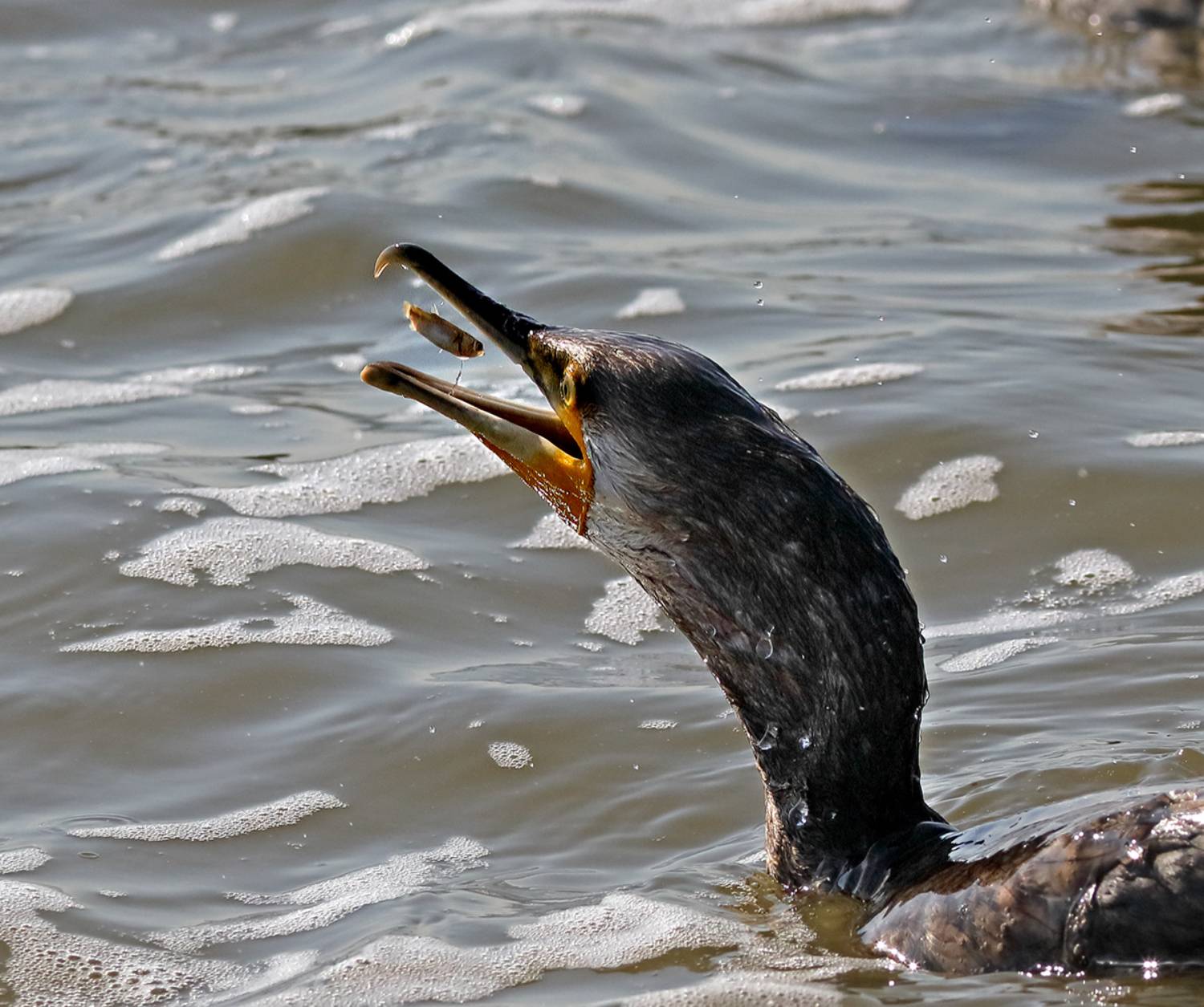 , Дмитрий Елисеев