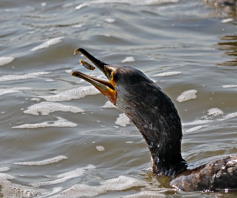 «Приплыла к нему рыбка…»  фото превью