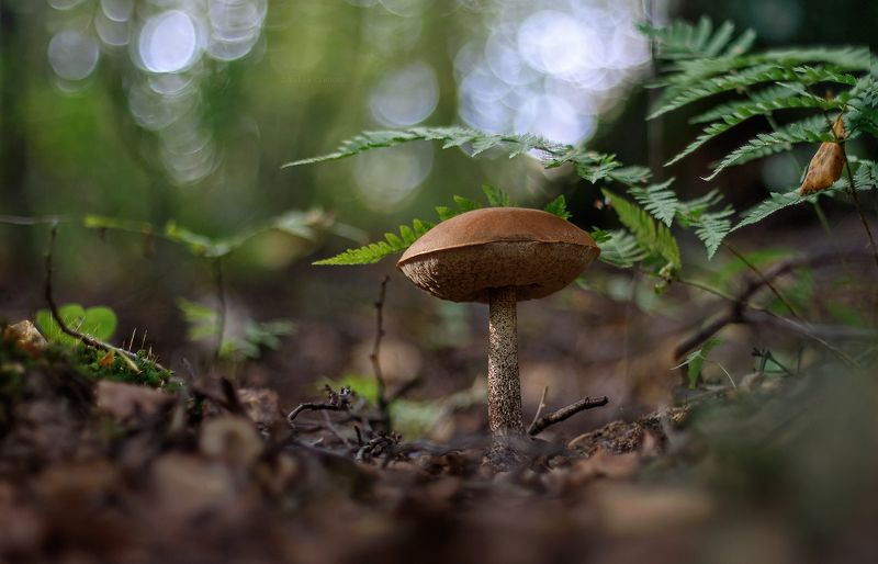 подберёзовик, гриб, осень, лес, макро, macro Красавчик фото превью