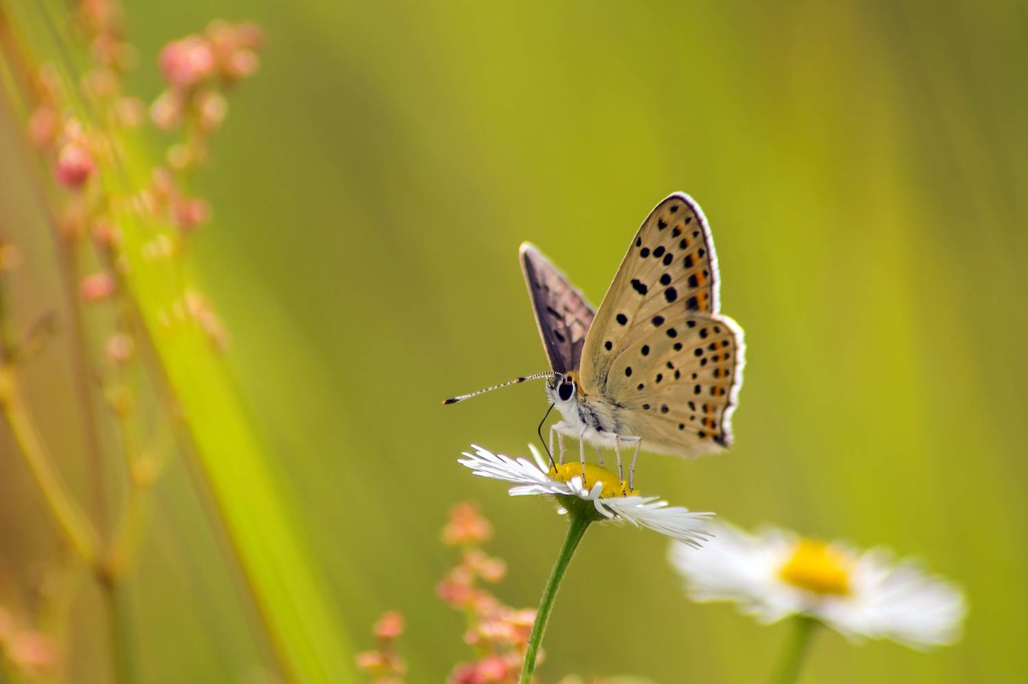 , Чепленко Алексей