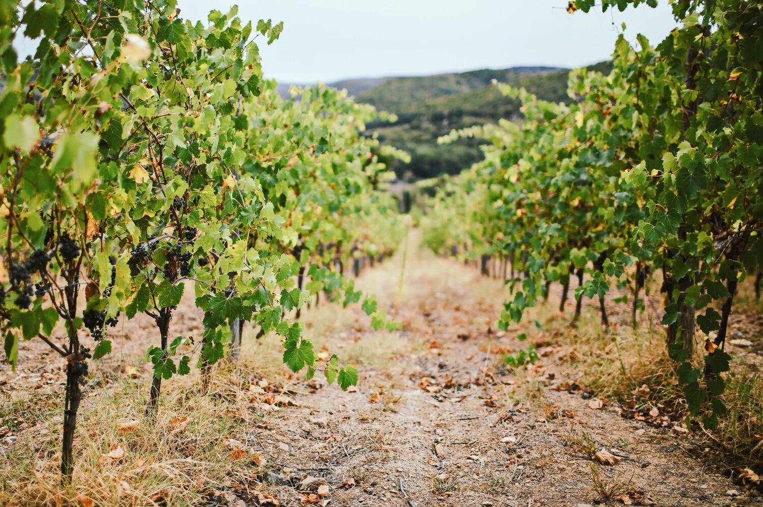 Italy Vinery, Lilia Tkachenko