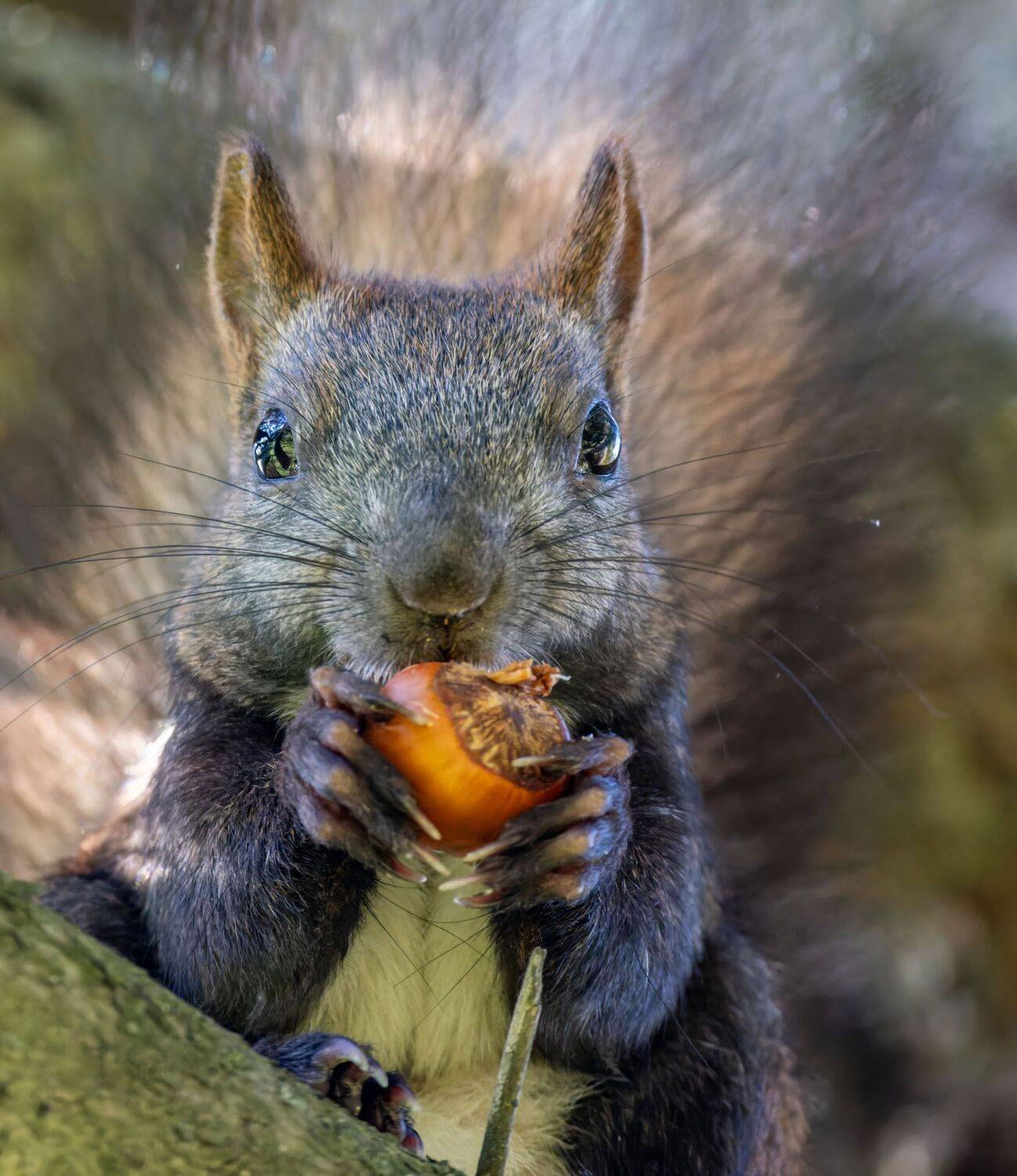 , Дэм Константин