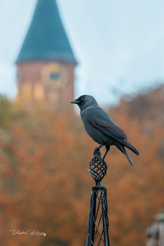 птица, галка, стрит, фотография, улица, Калининград, Россия, осень, 2023 «Хранитель острова Канта» фото превью