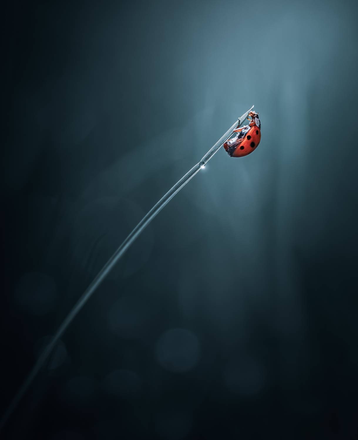 ladybug, beetle, insect, flower, macro, bugs, ladybird,, Atul Saluja