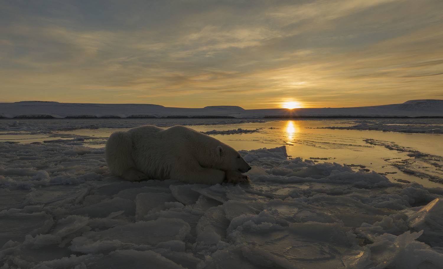 чукотка, арктика, чукотское море, льды, закат, медведь белый, медведь морской, медведь полярный, закат., Максим Деминов