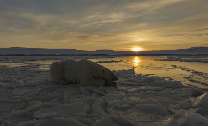 чукотка, арктика, чукотское море, льды, закат, медведь белый, медведь морской, медведь полярный, закат. На закате... фото превью