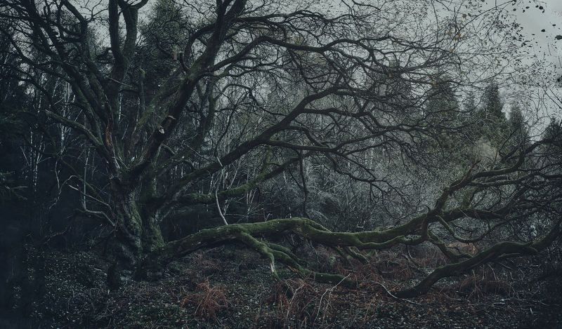 The tree # 2 фото превью