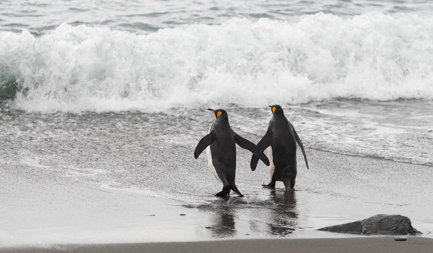 , Андрей Ведерников