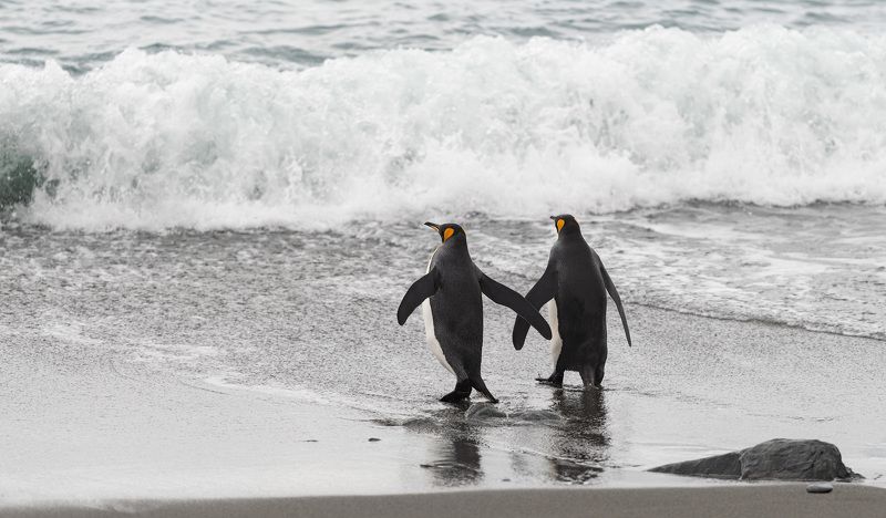 Вместе в родную стихию фото превью