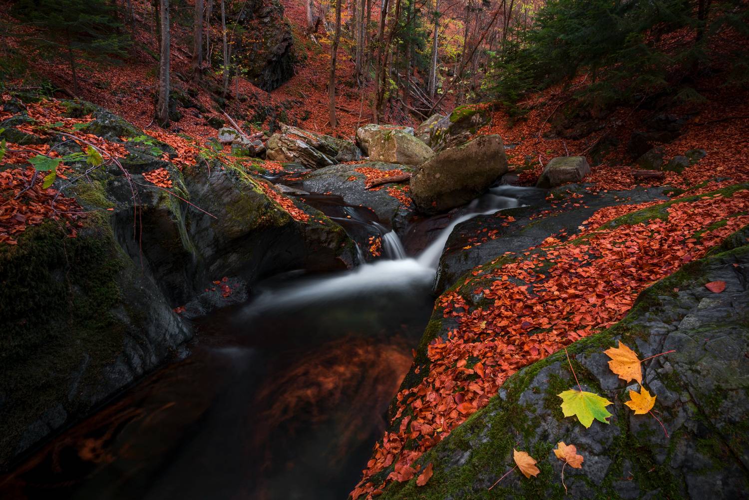 , Mariyana Atanasova - Lucero