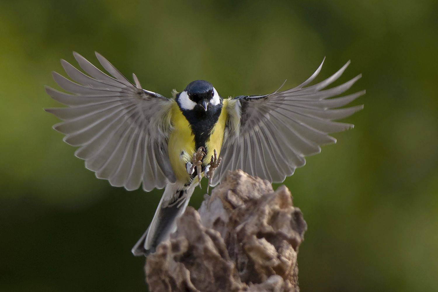 , Евгени Стефанов