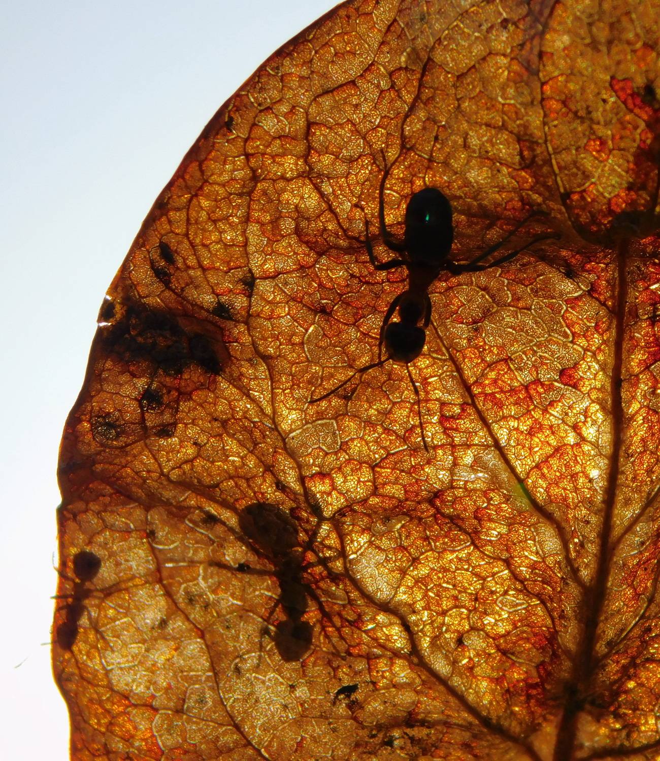 , Сергей Чеченов