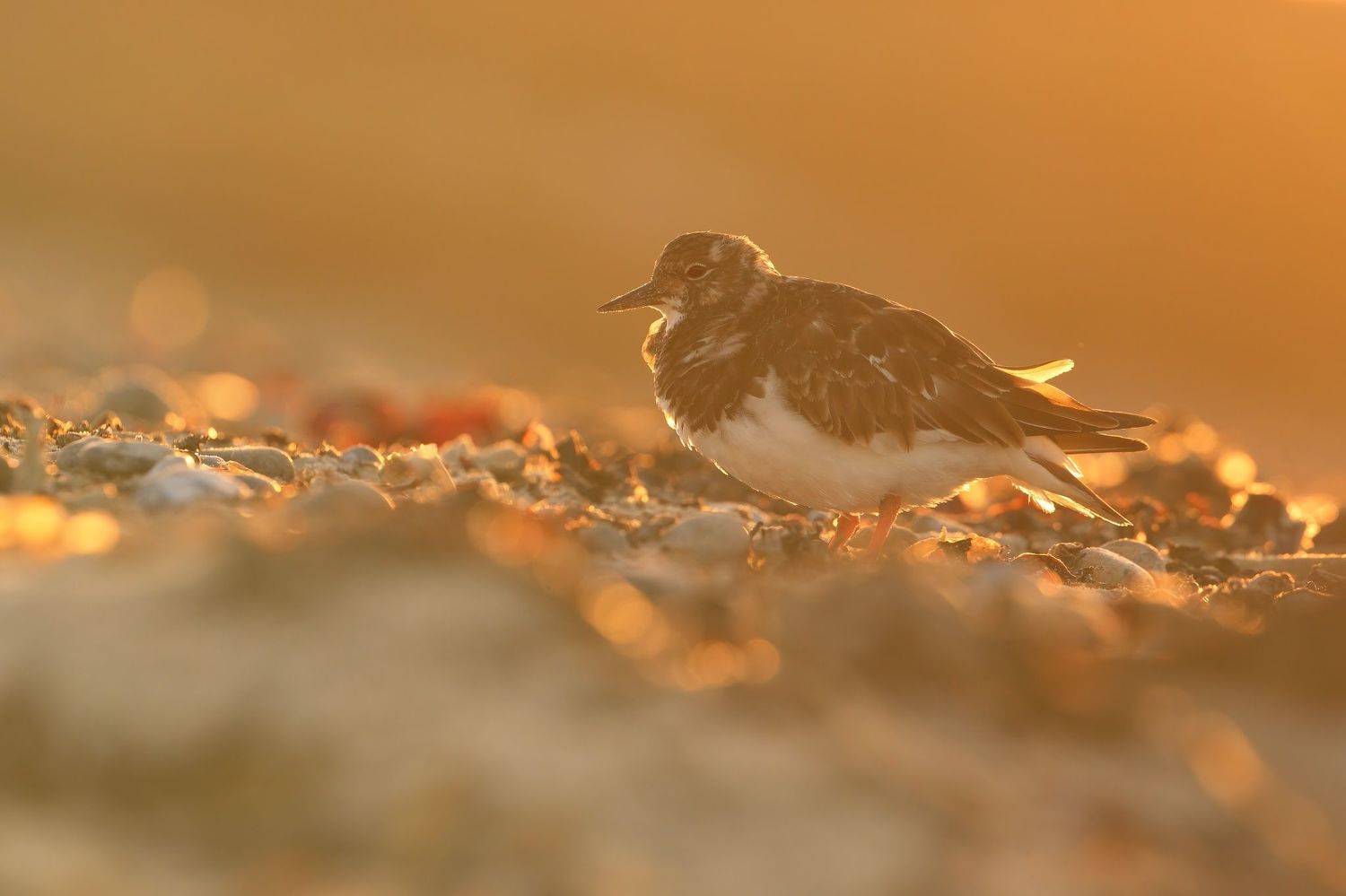 Wildlife, bird, ruddy, turnstone, Arenaria, interpres, backlight, Novak Lubomir
