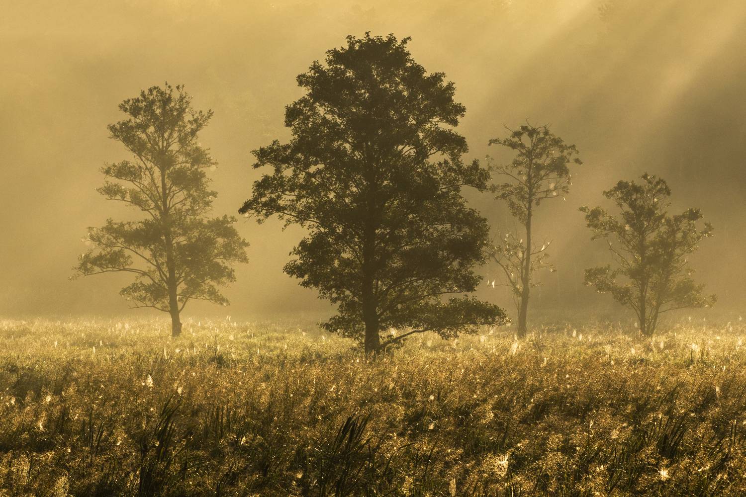 Nature, Tree, Landscape, Dawn, Beauty, golden-hour, morning, tamron, sunrise, Poland, Damian Cyfka