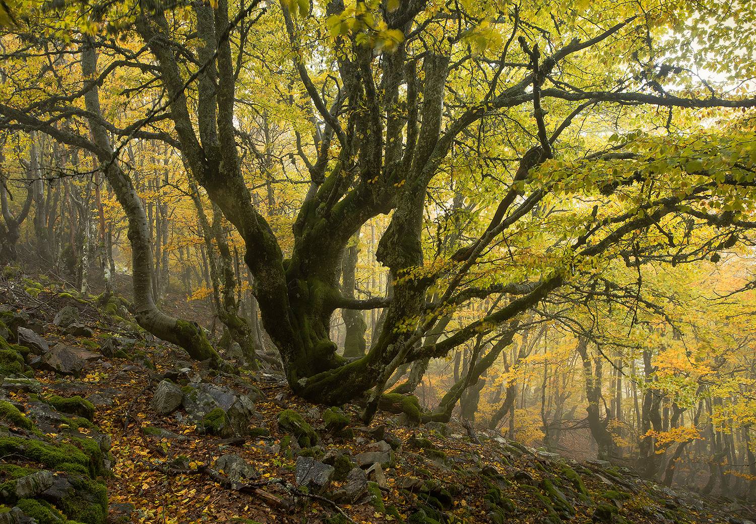 photography, mountain, autumn, fog, landscape, photo, awakening, flowers, land, landmark, lands, soft ligth, ligth, mountains, photo, river, jimenez millan samuel