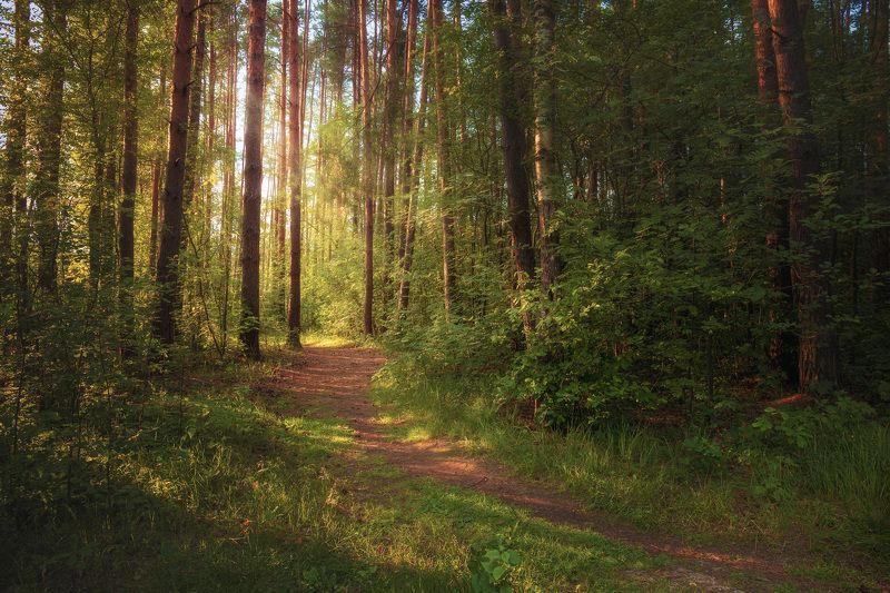 В летнем лесу фото превью