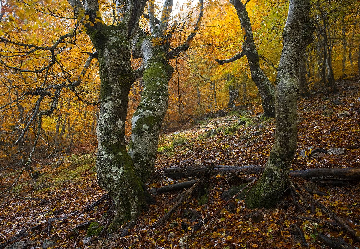 photography, mountain, aautumn, fog, landscape, photo, awakening, flowers, land, landmark, lands, soft ligth, ligth, mountains, photo, river, jimenez millan samuel