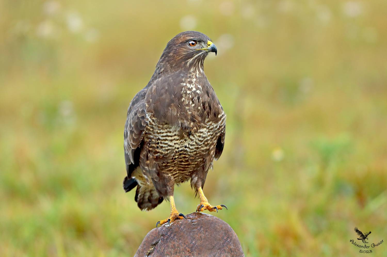канюк, Гусар Александр
