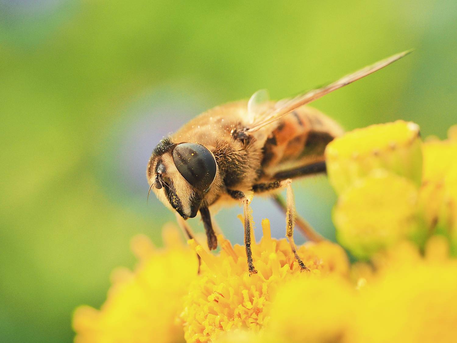 макро, журчалка, насекомое, macro, fly, insect, Протченко Ирина