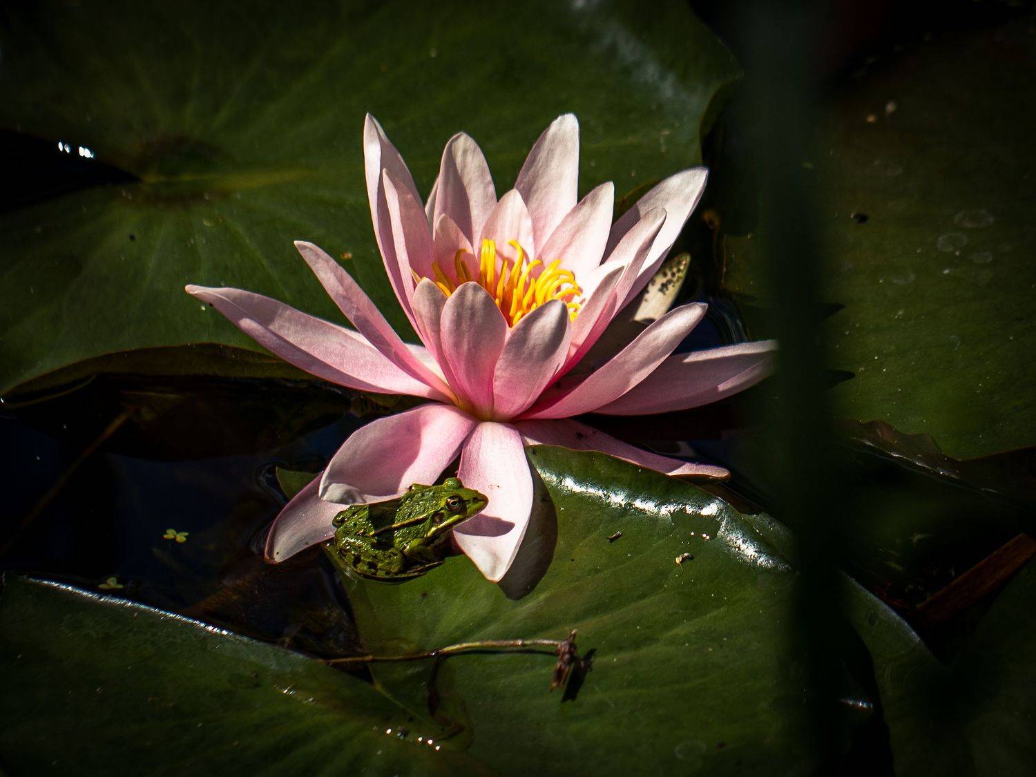 , Бравичева Анастасия