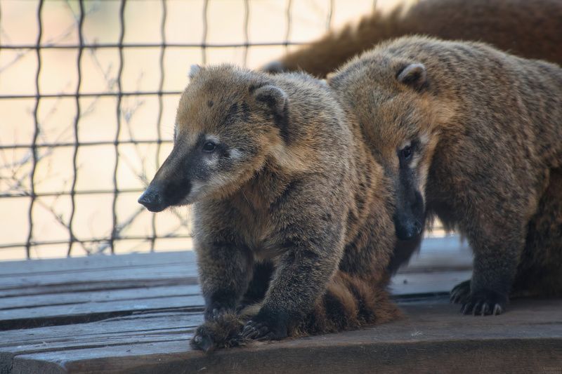 животные, портрет животного, млекопитающие, носуха, зоопарк, animal portrait, mammals, animals, zoo, coati Носухи фото превью